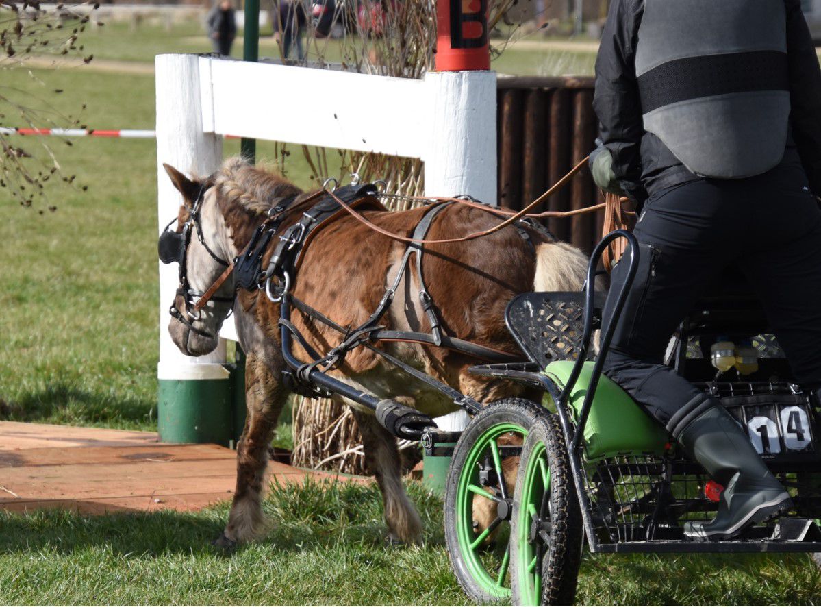 Hindernis- und Gel&auml;ndetraining beim Fahrverein St. Medardus
